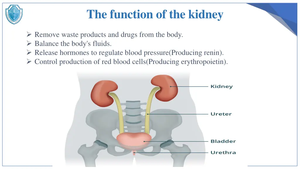 the function of the kidney