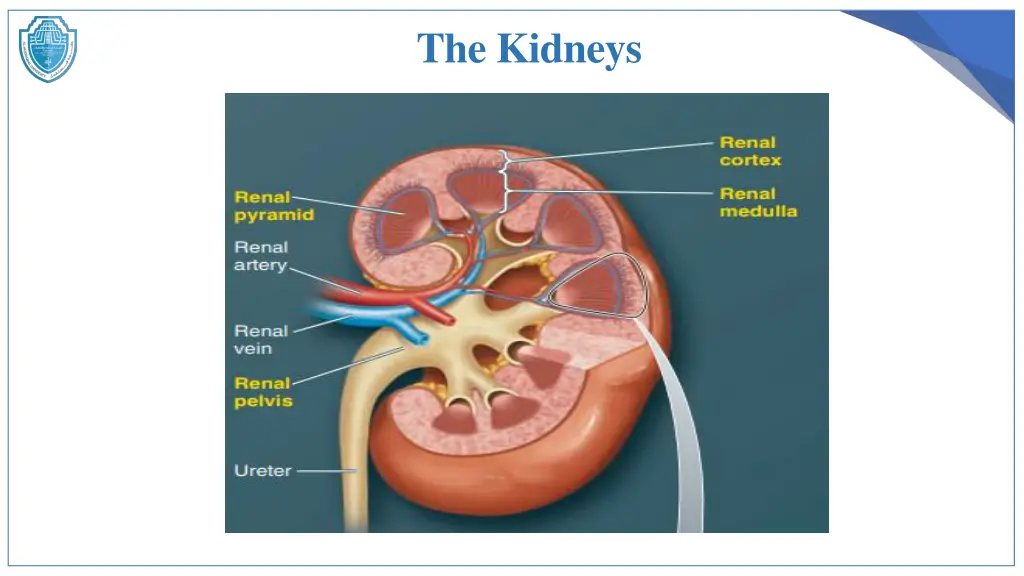 the kidneys 1