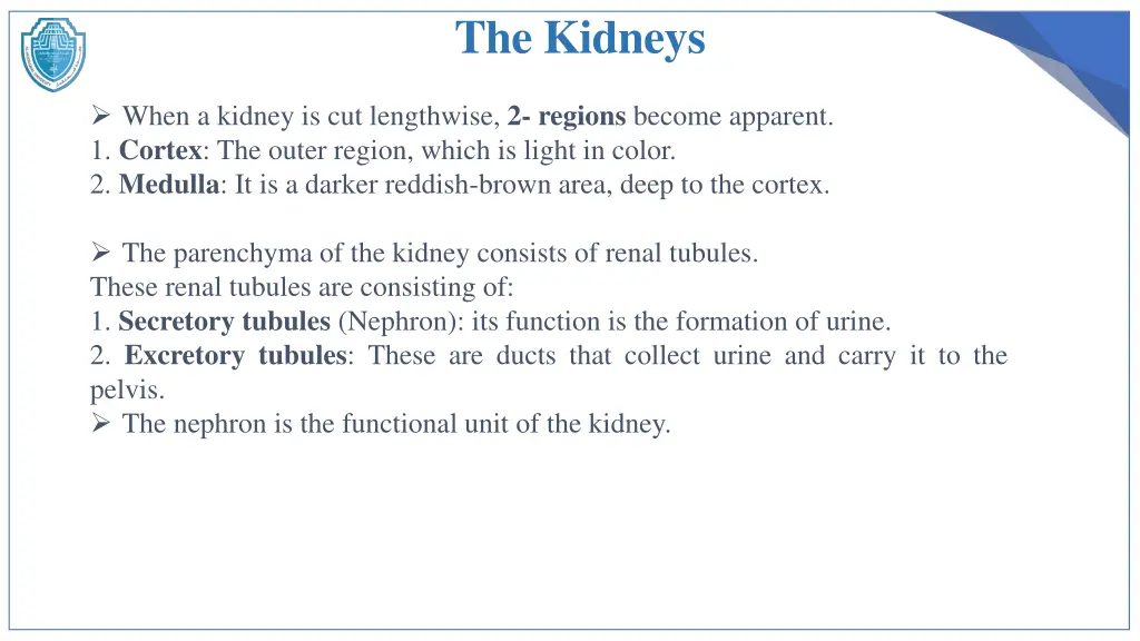 the kidneys 2