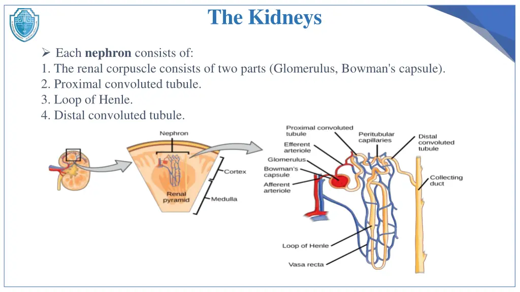 the kidneys 3