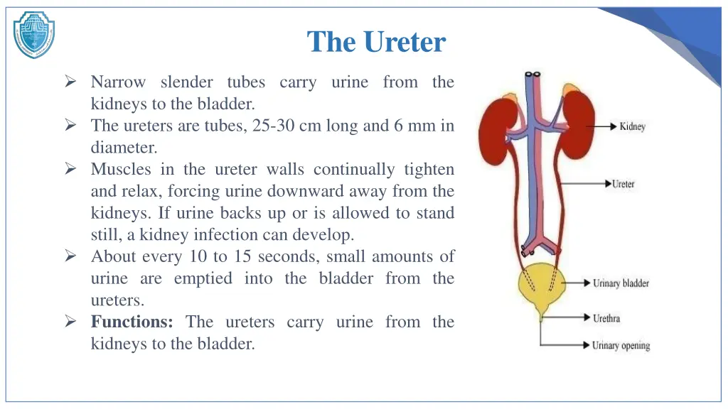 the ureter