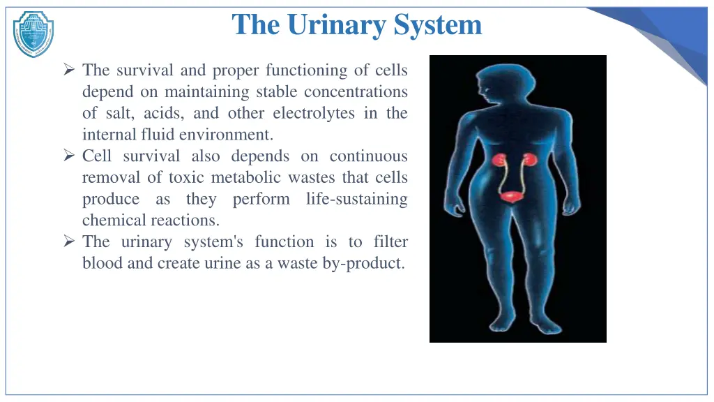 the urinary system