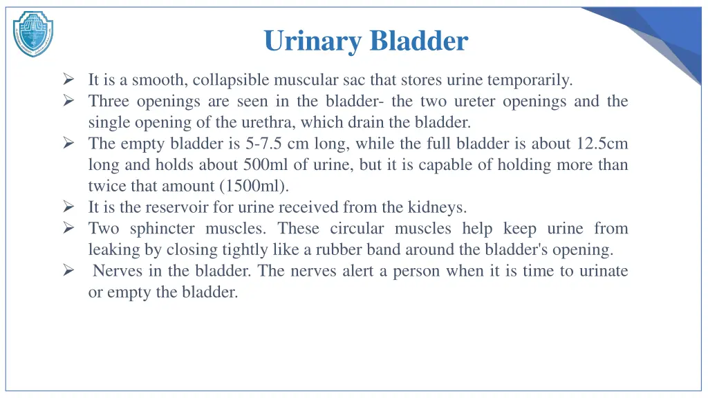 urinary bladder