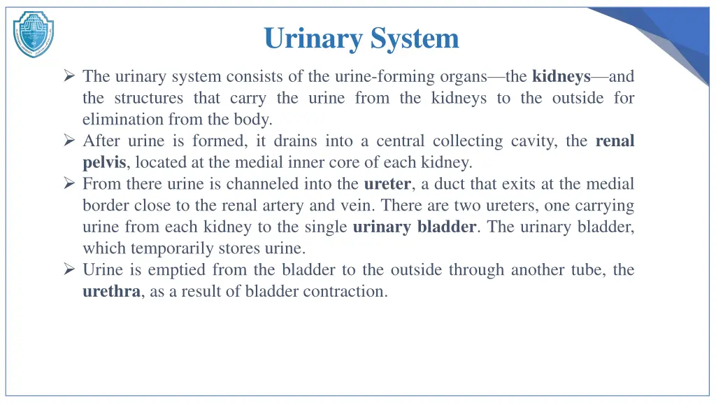 urinary system