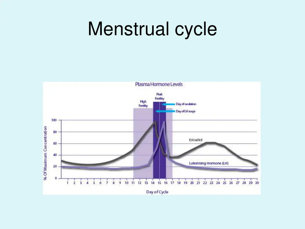 menstrual cycle