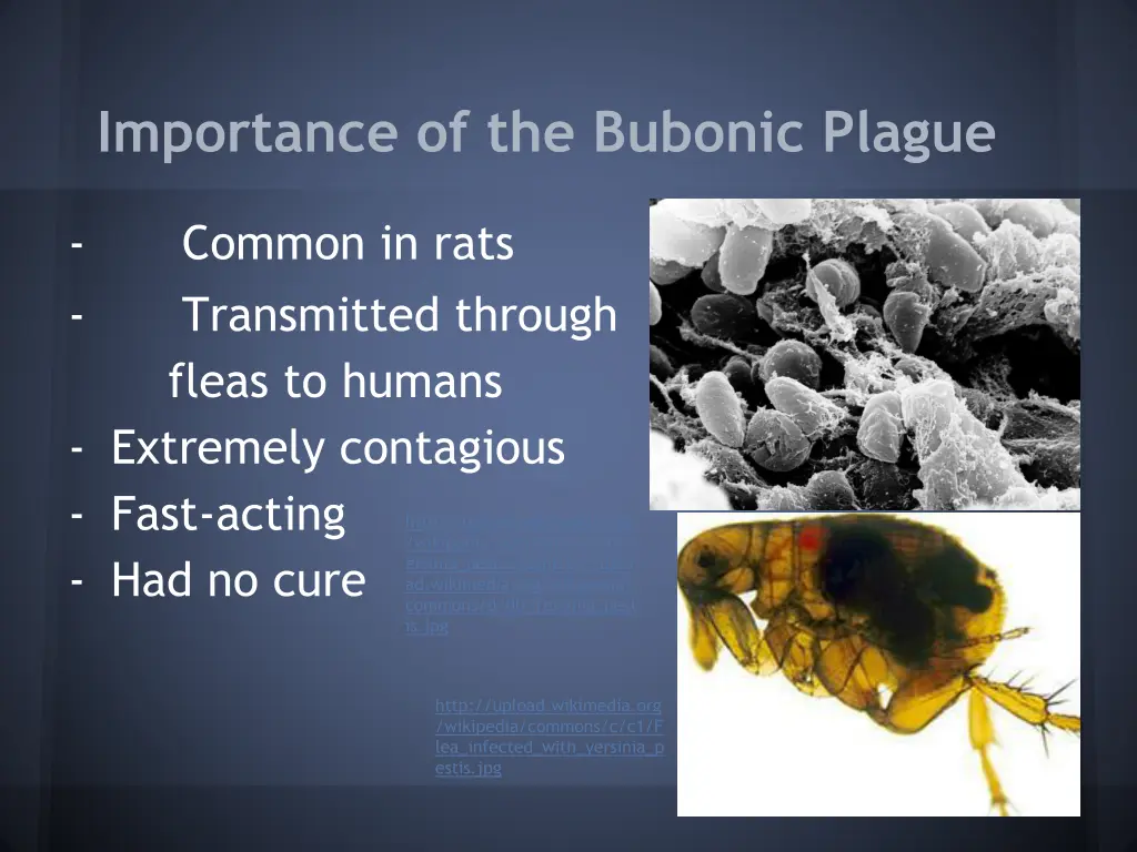 importance of the bubonic plague