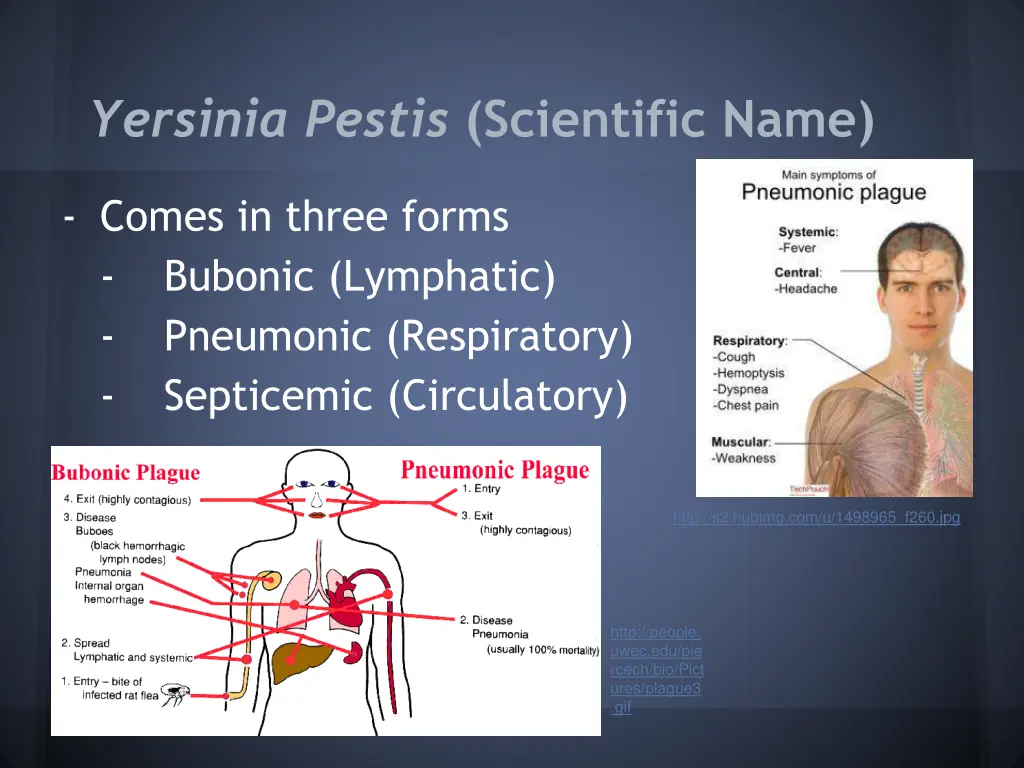 yersinia pestis scientific name 1
