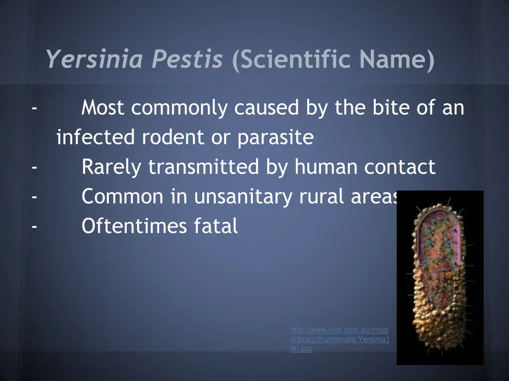 yersinia pestis scientific name