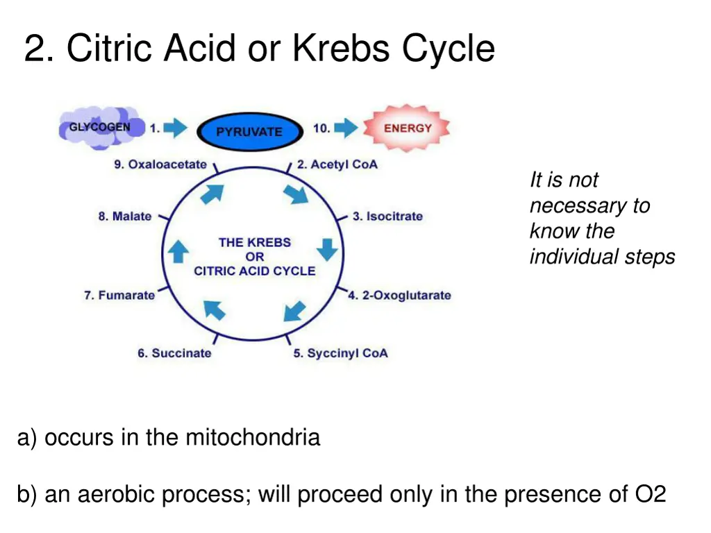 2 citric acid or krebs cycle