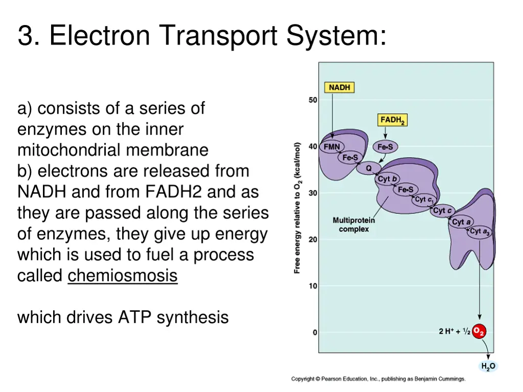 3 electron transport system
