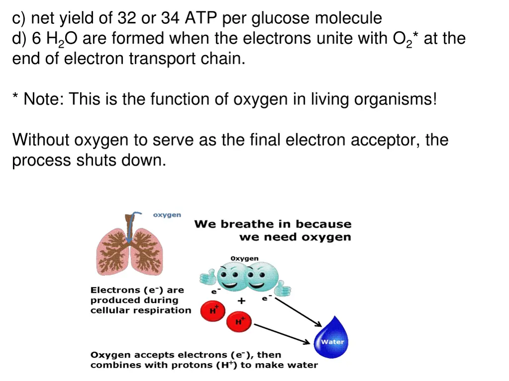 c net yield of 32 or 34 atp per glucose molecule