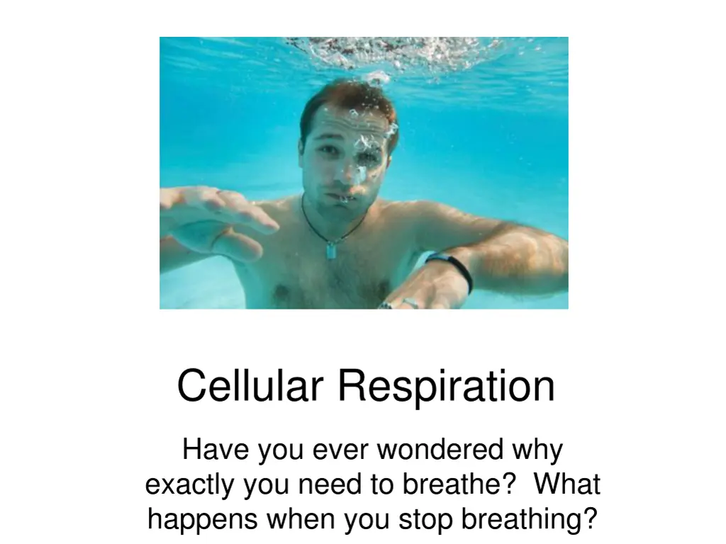 cellular respiration 1