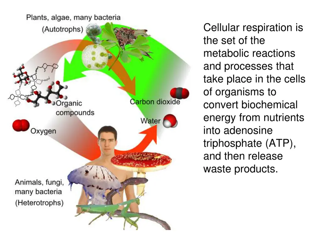 cellular respiration is the set of the metabolic