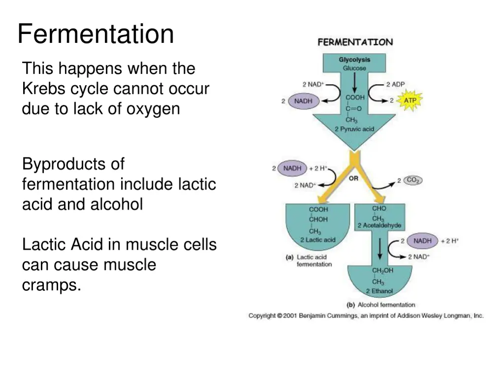 fermentation