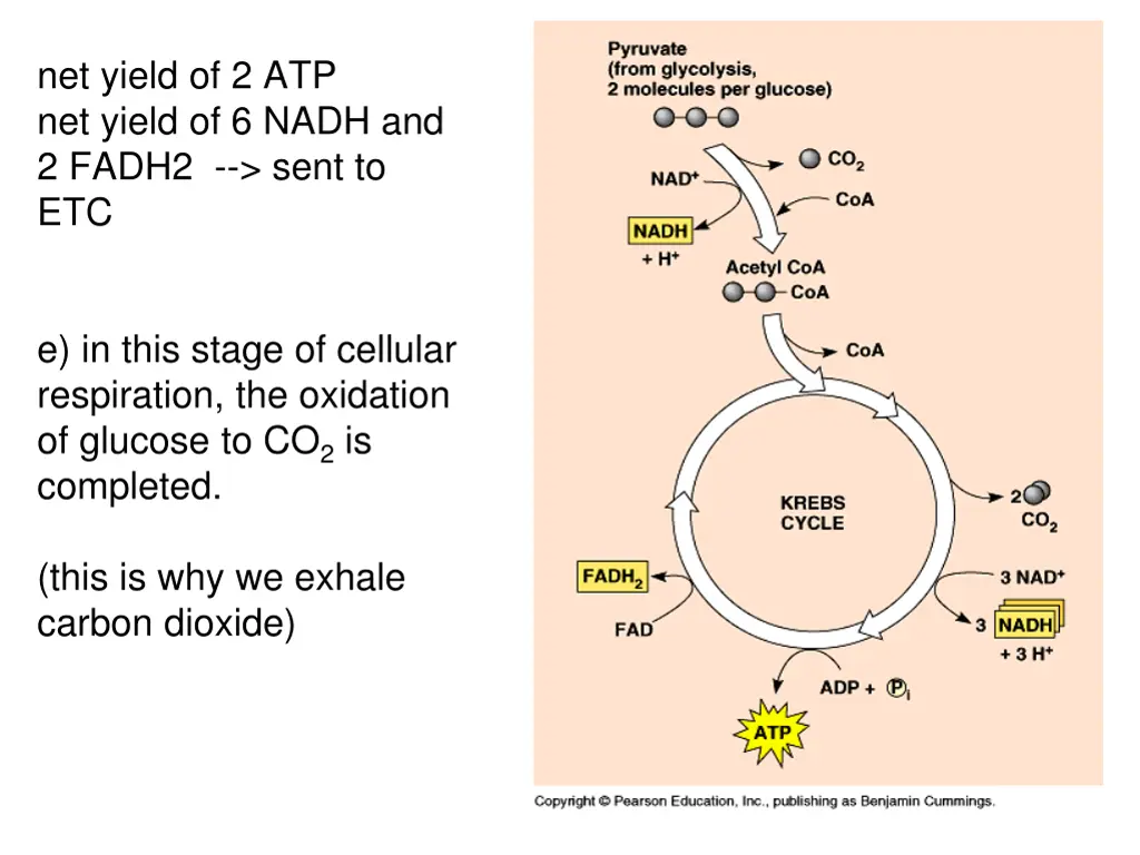 net yield of 2 atp net yield of 6 nadh