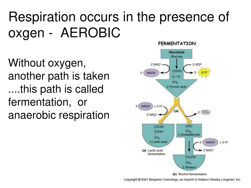 respiration occurs in the presence of oxgen