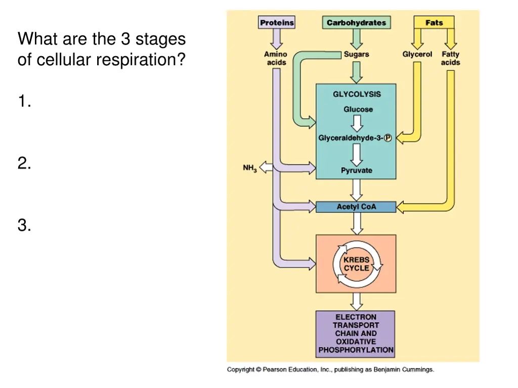 what are the 3 stages of cellular respiration