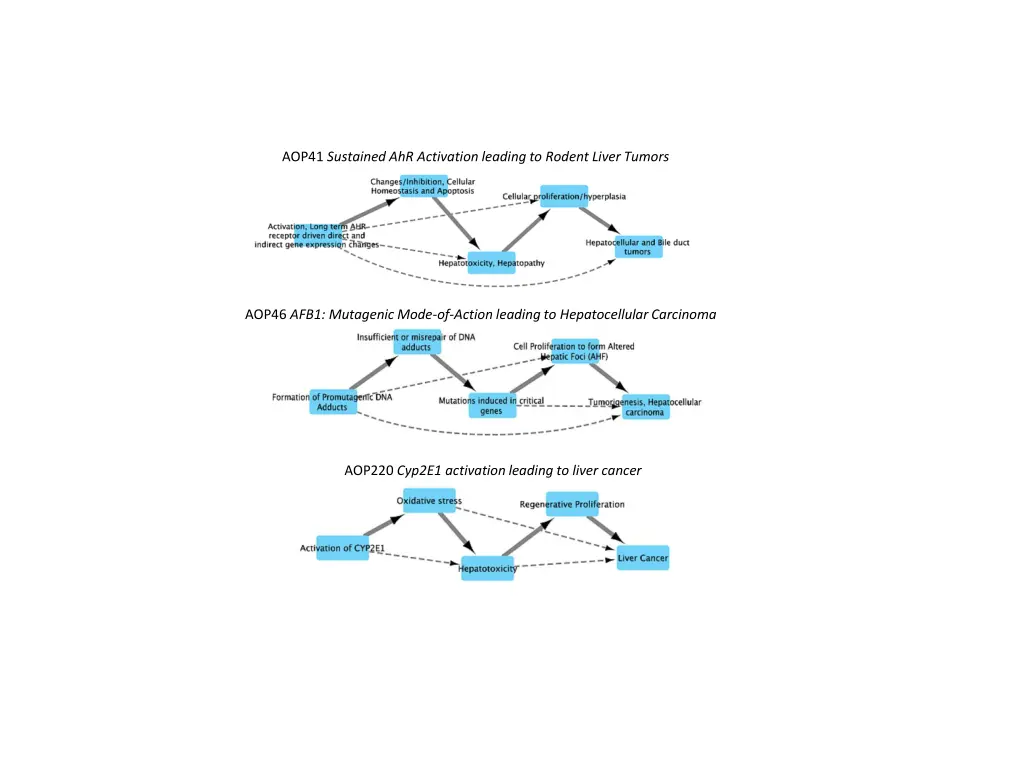 aop41 sustained ahr activation leading to rodent