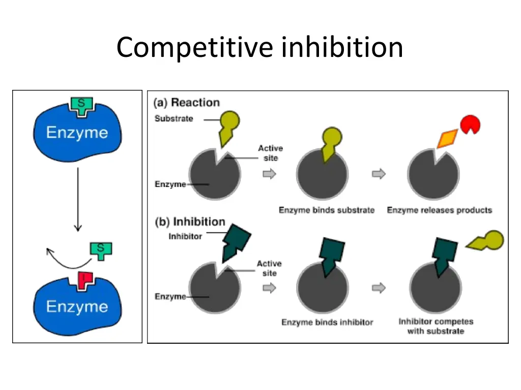 competitive inhibition