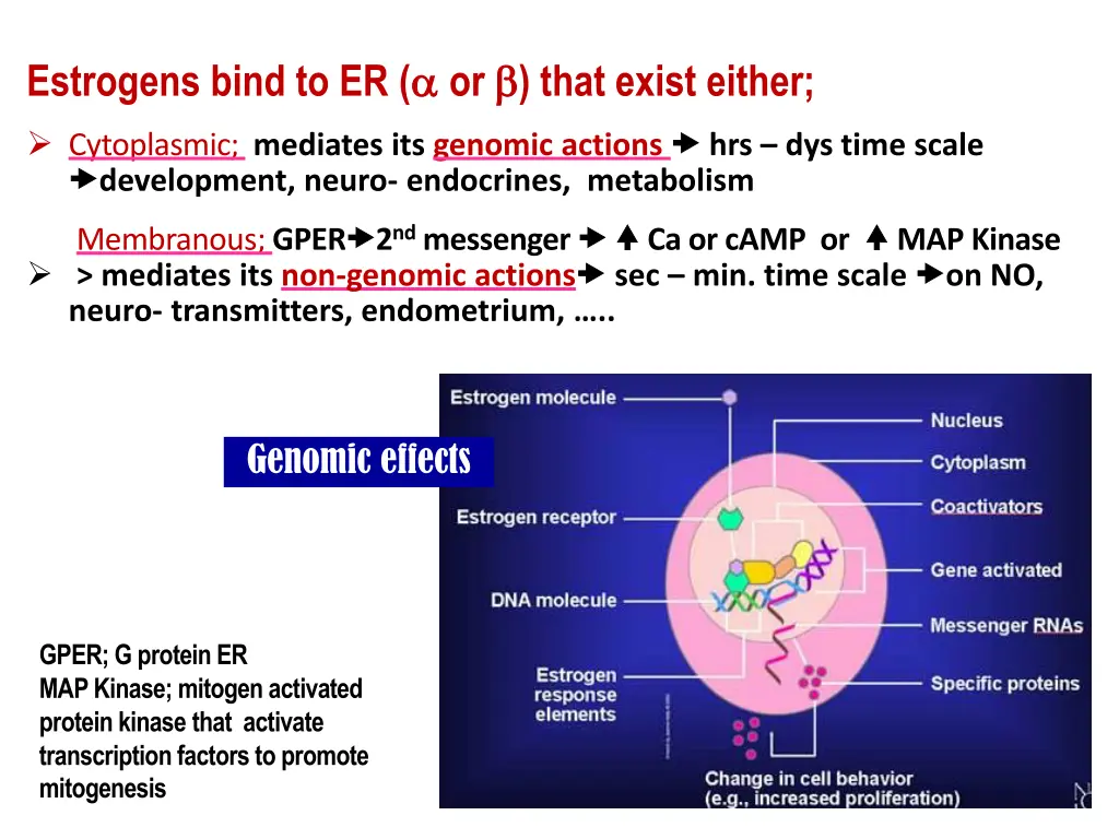 estrogens bind to er or that exist either