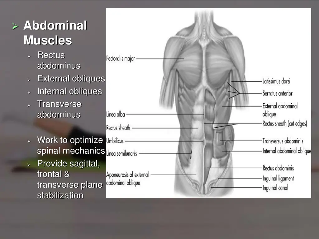 abdominal muscles rectus abdominus