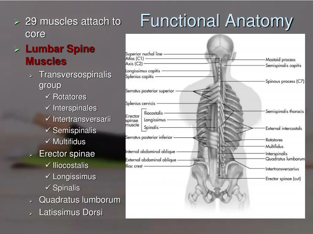 functional anatomy