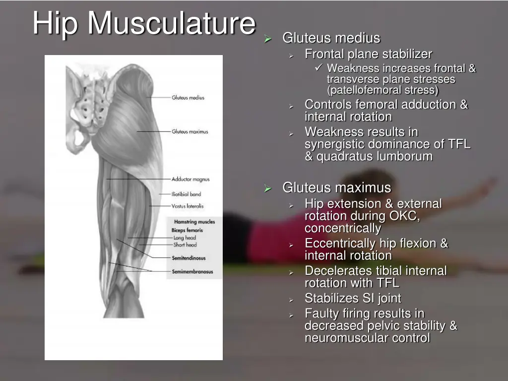 hip musculature 1