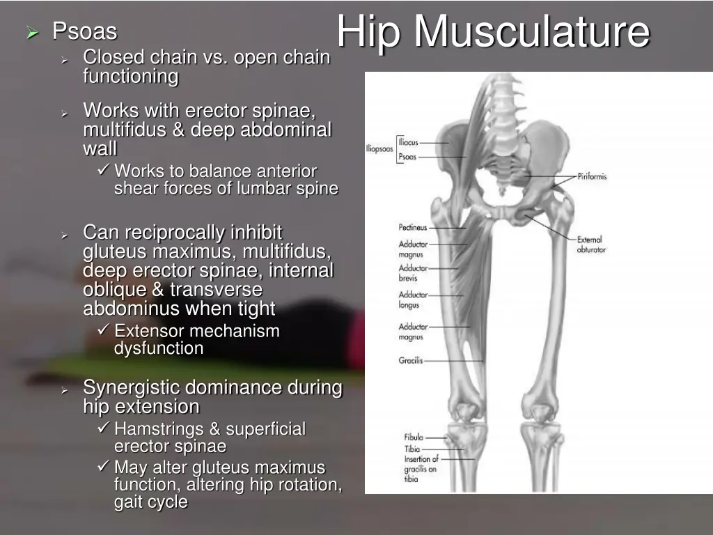 hip musculature