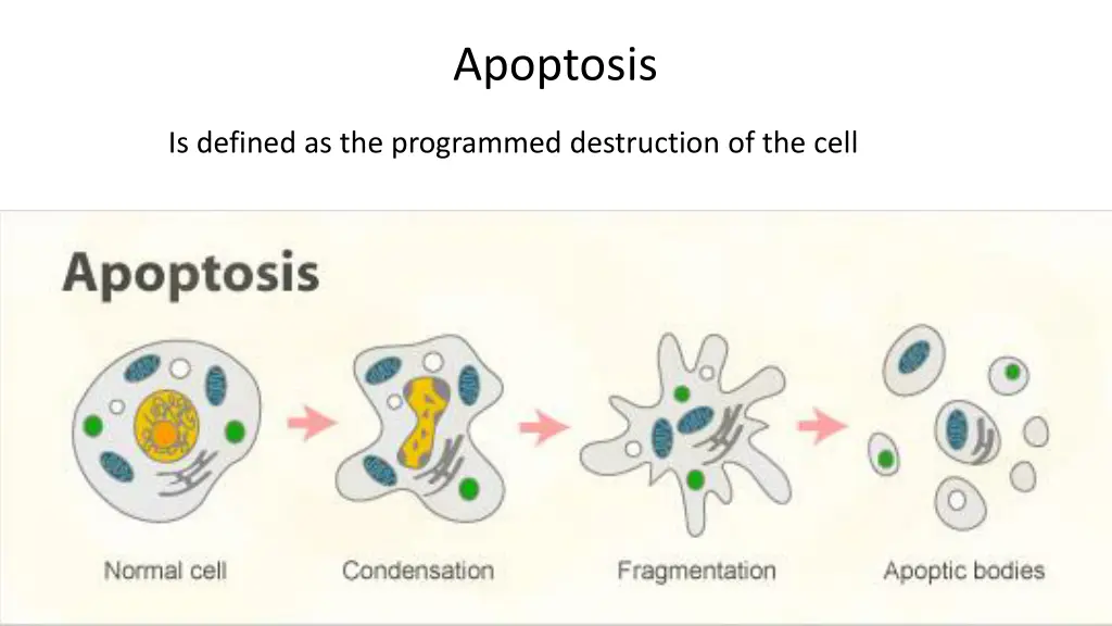 apoptosis 1