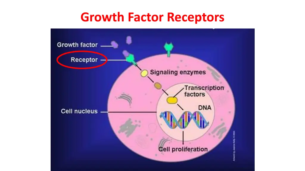 growth factor receptors