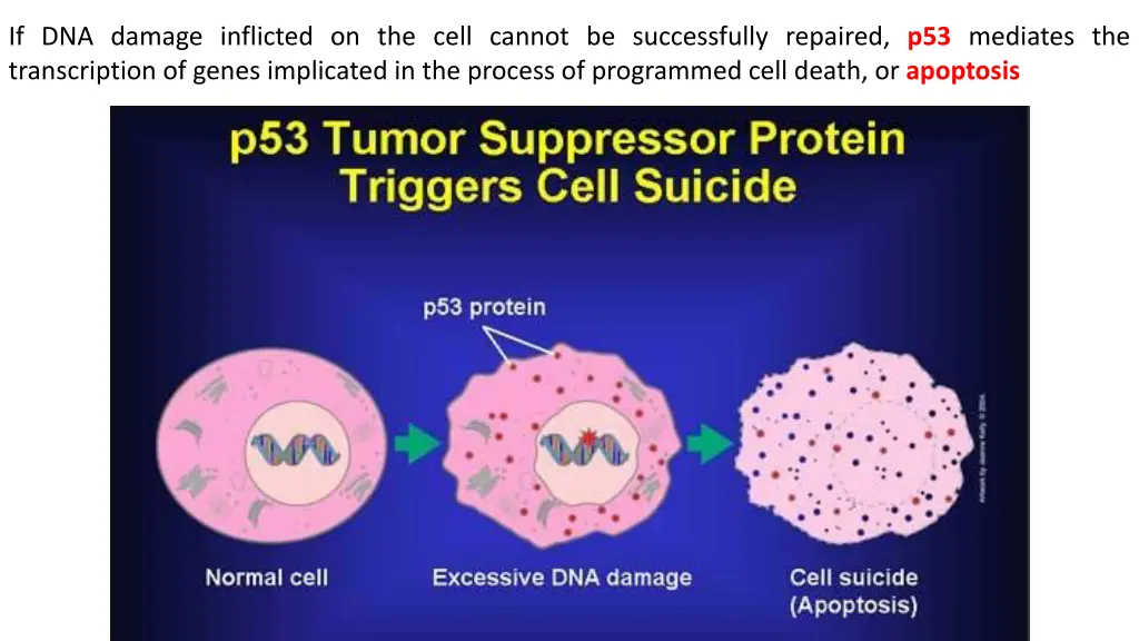 if dna damage inflicted on the cell cannot
