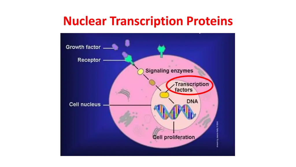 nuclear transcription proteins