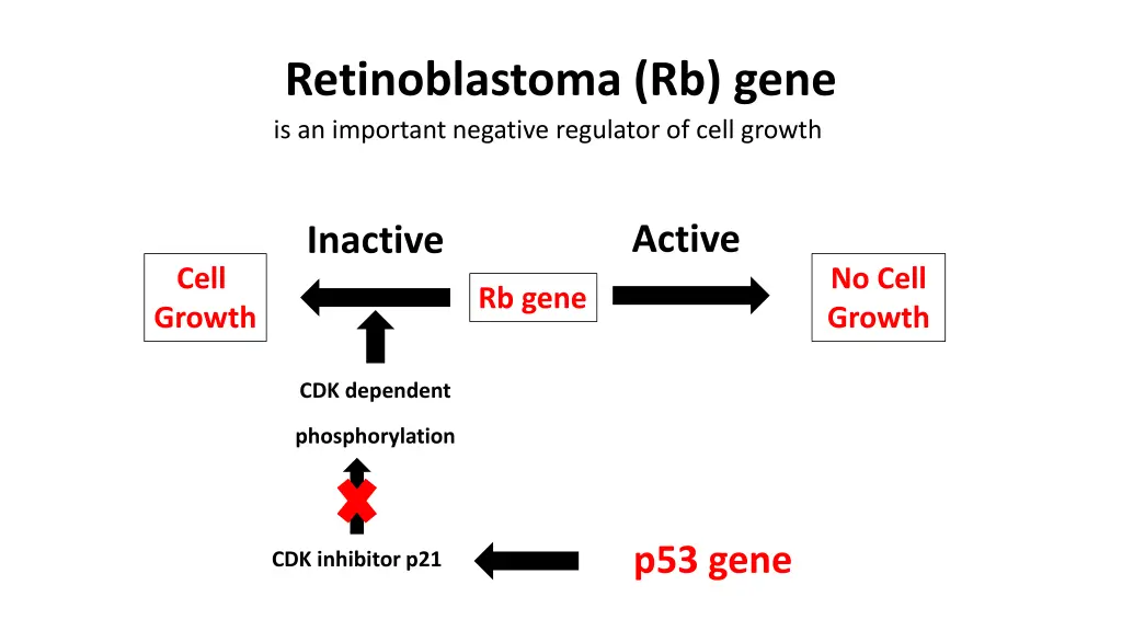 retinoblastoma rb gene is an important negative 1