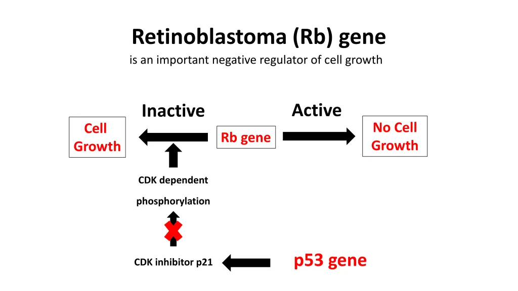 retinoblastoma rb gene is an important negative