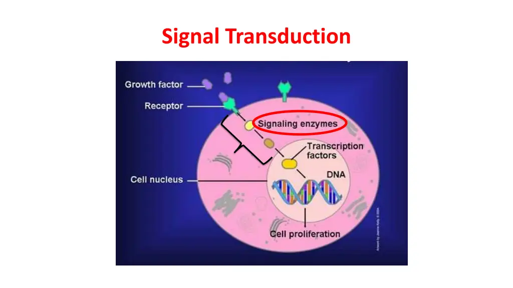 signal transduction