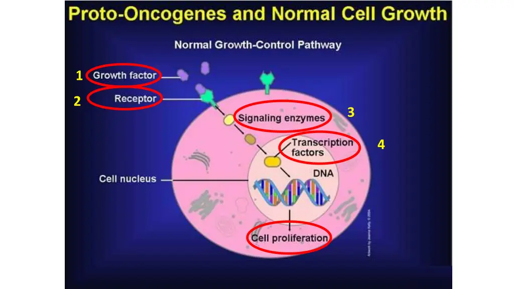 slide11