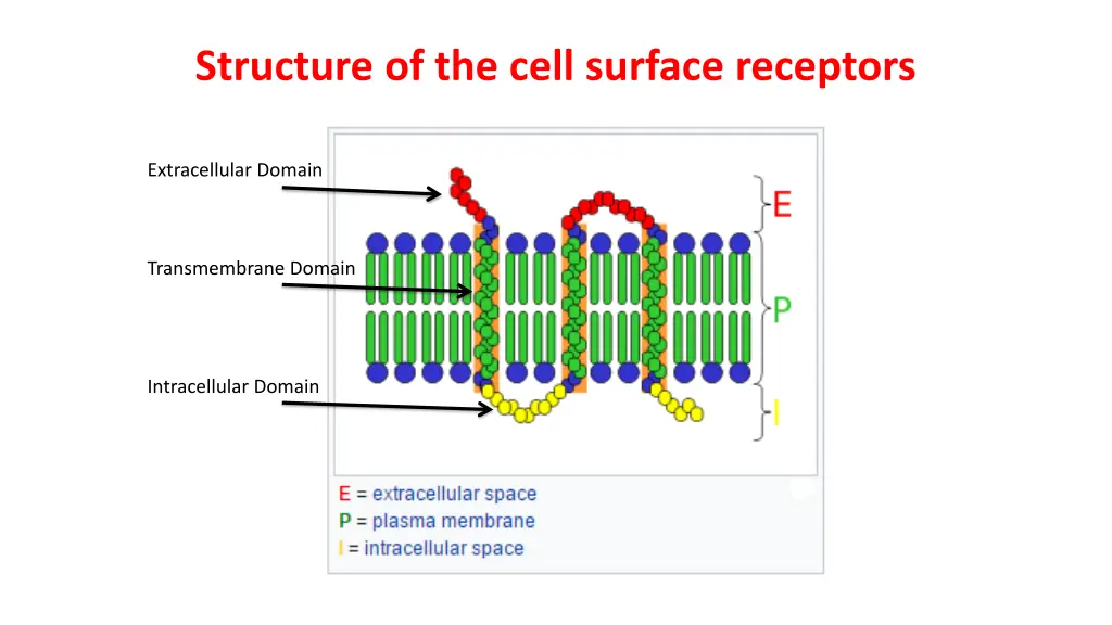 structure of the cell surface receptors