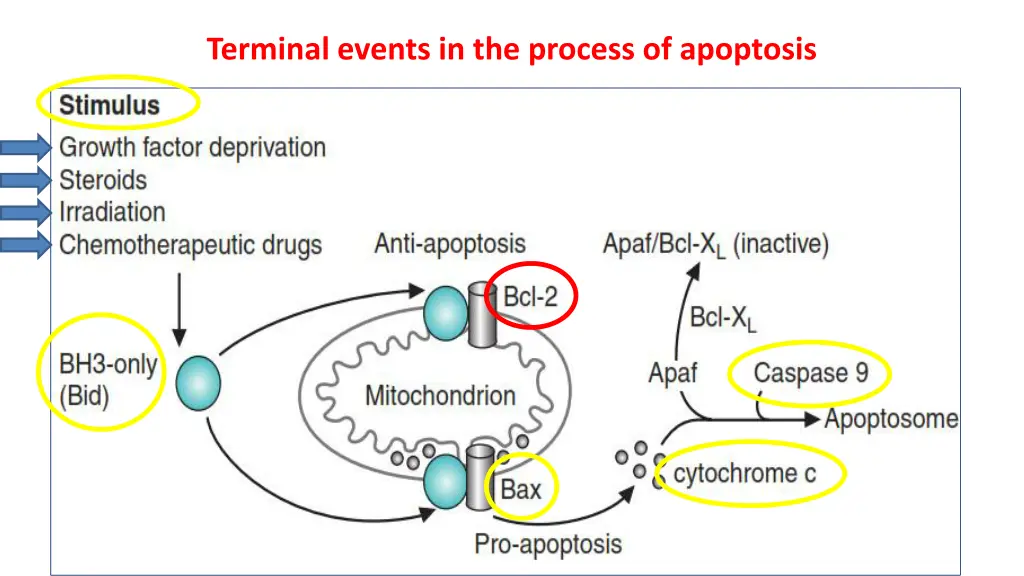 terminal events in the process of apoptosis