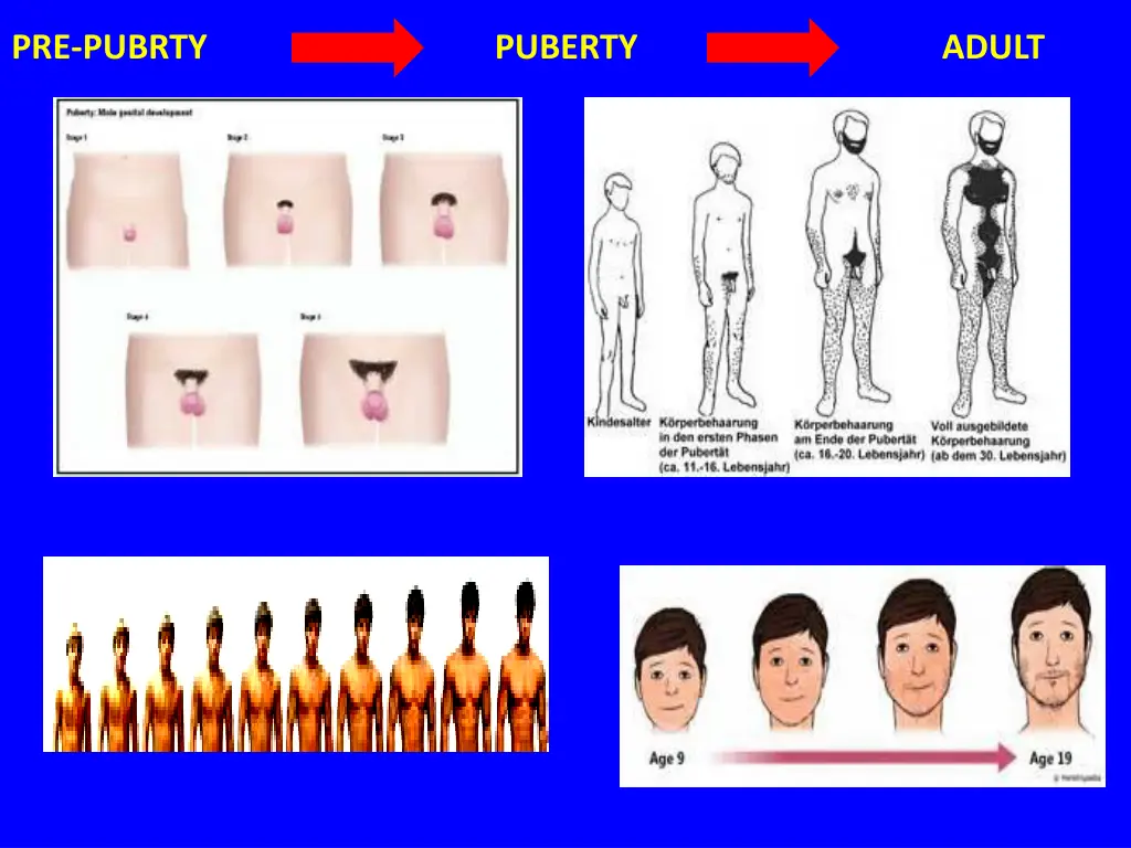 pre pubrty puberty adult 1