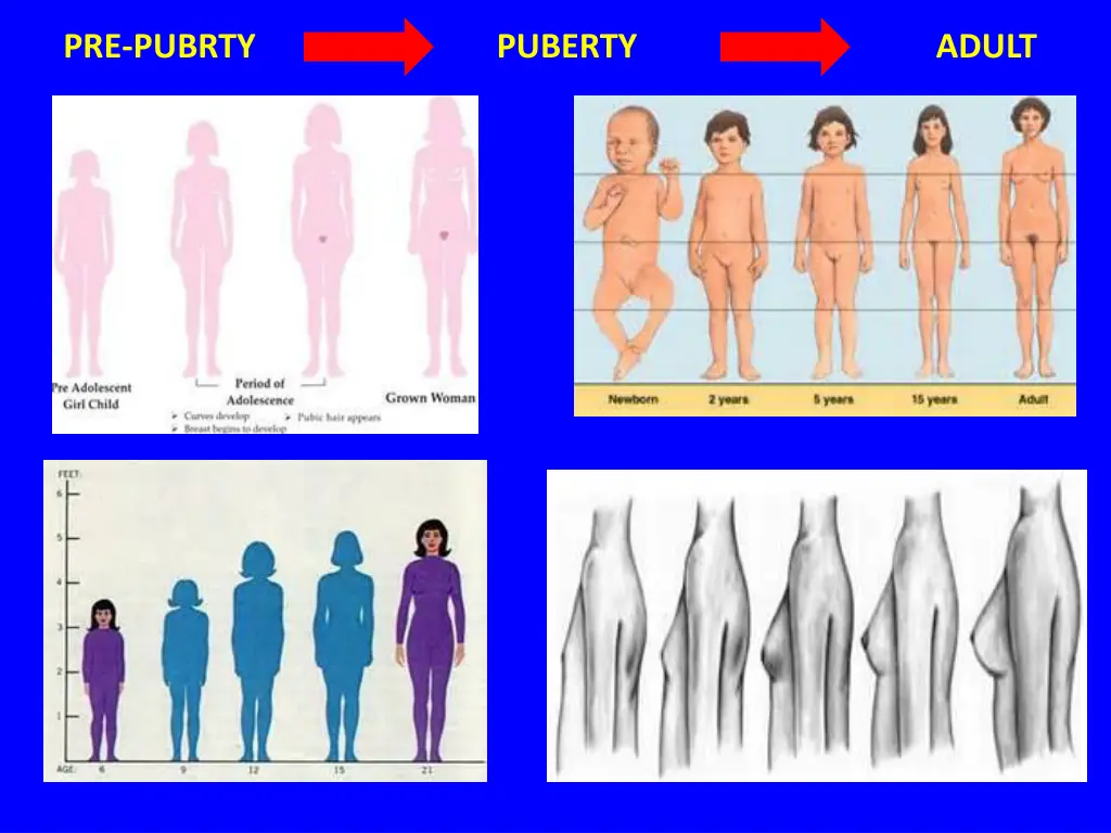 pre pubrty puberty adult