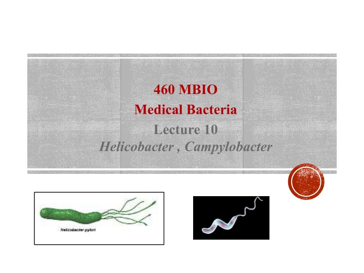 460 mbio medical bacteria lecture 10 helicobacter