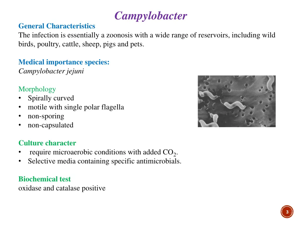 campylobacter