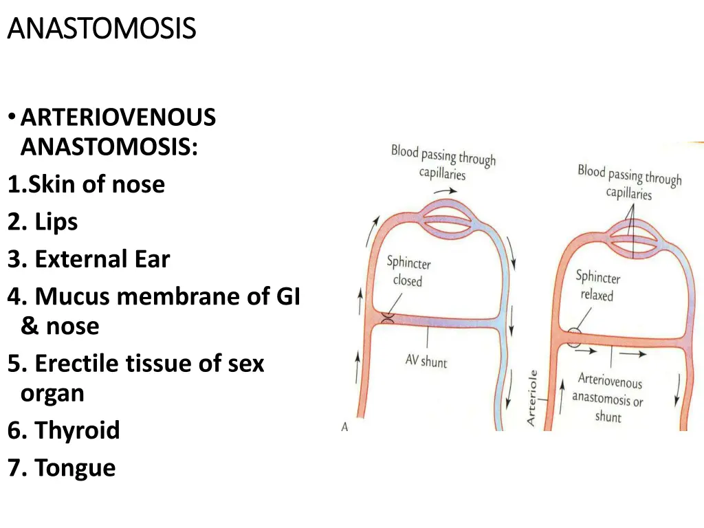 anastomosis anastomosis 1