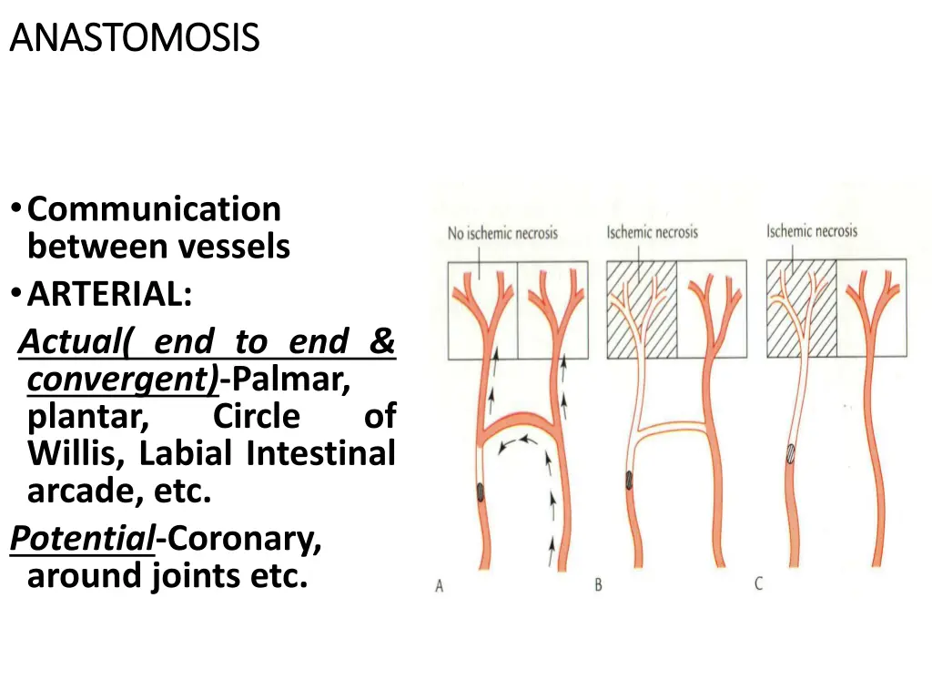 anastomosis anastomosis