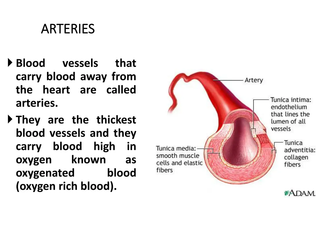 arteries arteries