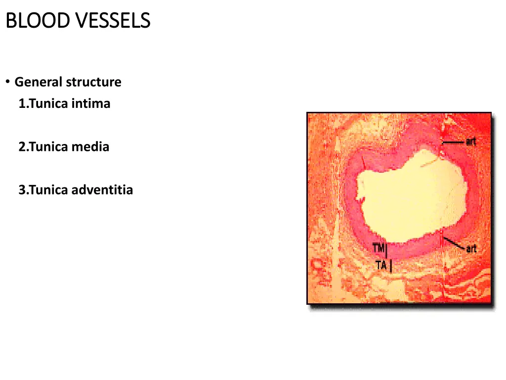 blood vessels blood vessels 2