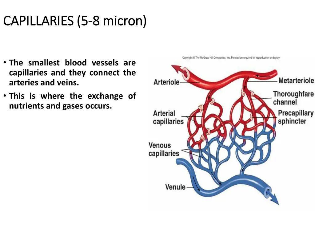 capillaries capillaries 5 5 8 micron