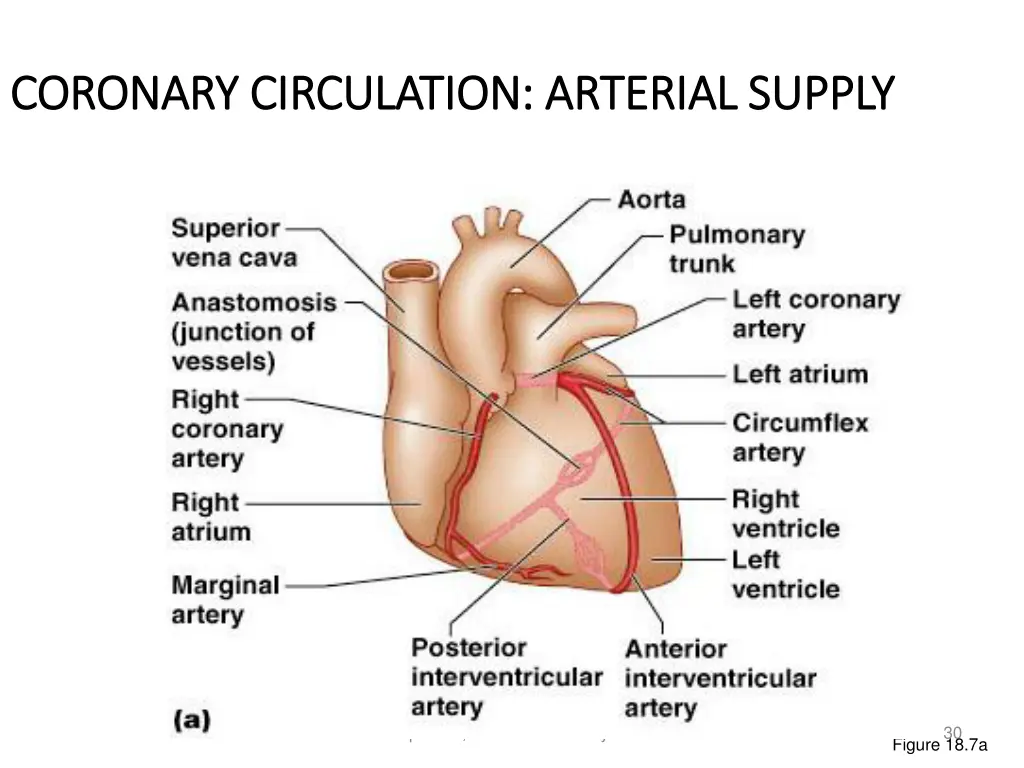 coronary circulation arterial supply coronary