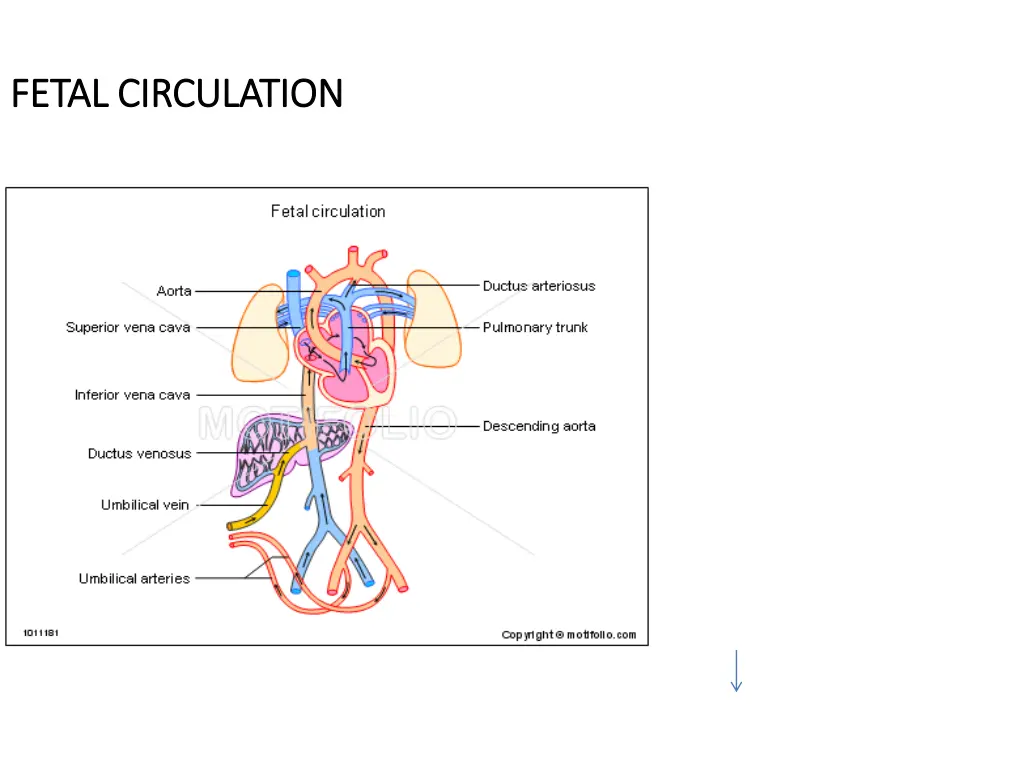fetal circulation fetal circulation