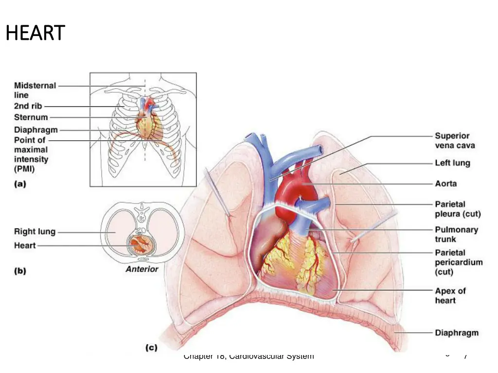 heart heart 1